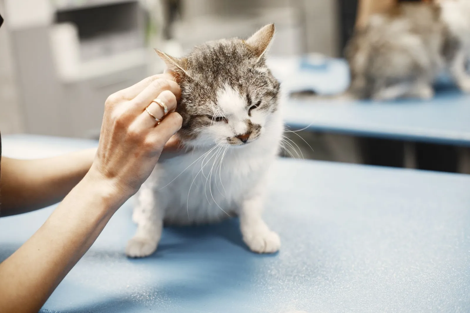 Veterinária examina a orelha de um gato branco e cinza sobre a mesa azul da clínica