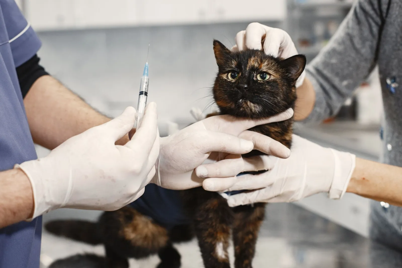 Veterinária segura uma seringa enquanto outra pessoa acalma um gato tricolor na mesa de exame